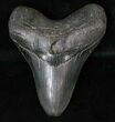 Great Megalodon Tooth - Beautiful Enamel #16235-1